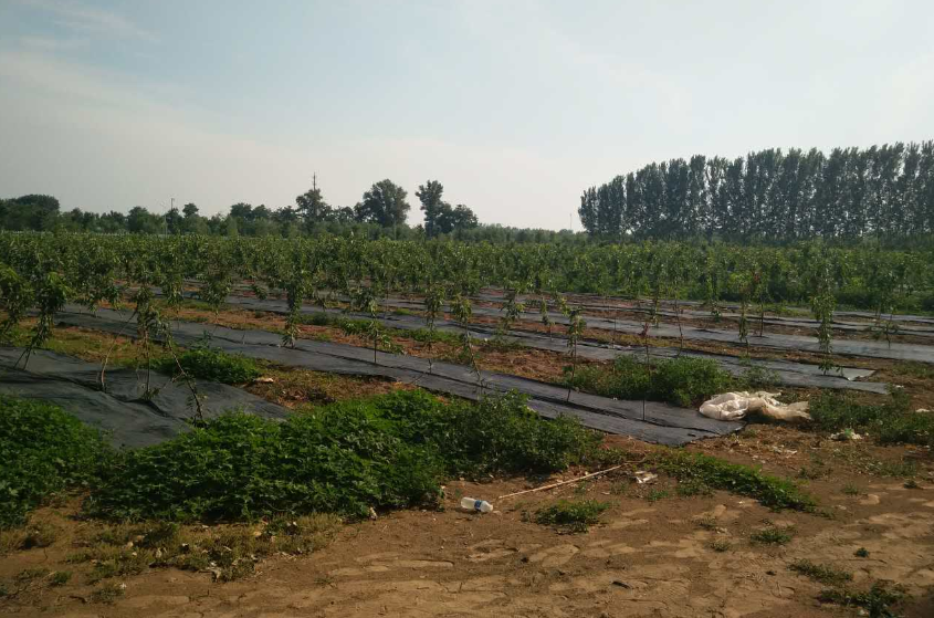 無土栽培，無土栽培技術，無土栽培設備