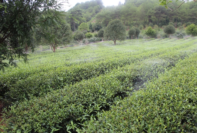 無土栽培，無土栽培技術，無土栽培設備