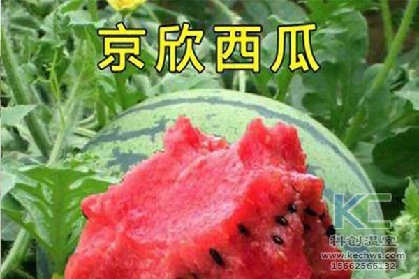無土栽培，無土栽培技術，無土栽培設備