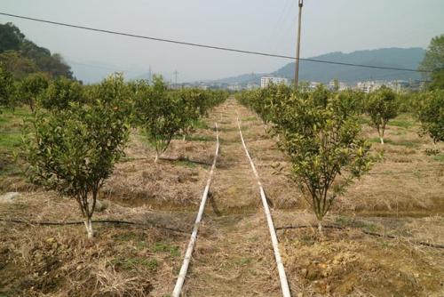 無土栽培，無土栽培技術，無土栽培設備